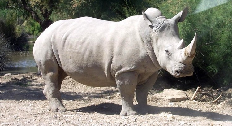 One-of-the-World-s-Six-Remaining-Northern-White-Rhinos-Dies-at-Zoo-in-the-US-467485-5