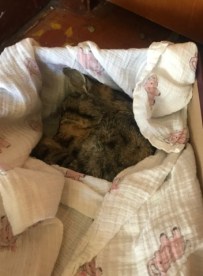 67872516_446162402901240_2312033543145914368_n